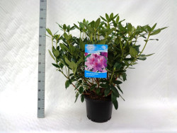 Rododendras (Lot Rhododendron) 'Catawb. Grandiflorum' C20 60-80 CM | RODODENDRAI | KRŪMAI