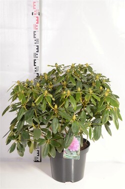 Rododendras (Lot Rhododendron) 'Catawb. Grandiflorum' C30 70-80 CM