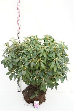Rododendras (Lot Rhododendron) 'Catawb. Grandiflorum' 80-90 CM RB