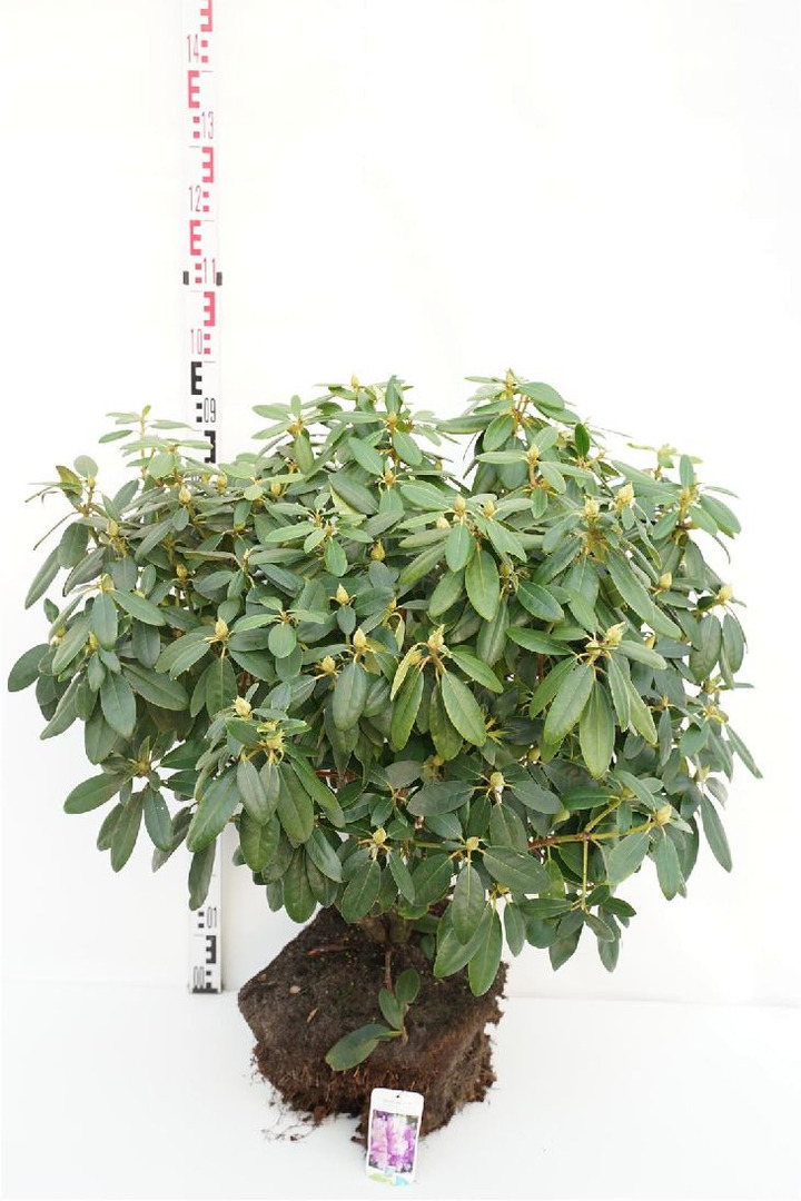 Rododendras (Lot Rhododendron) 'Catawb. Grandiflorum' 80-90 CM RB