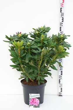 Rododendras (Lot Rhododendron) 'Cosmopolitan' C10 50-60 CM