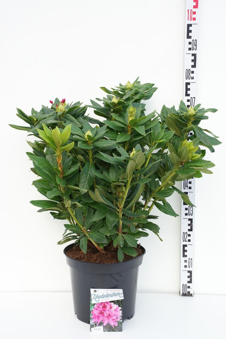 Rododendras (Lot Rhododendron) 'Cosmopolitan' C10 50-60 CM