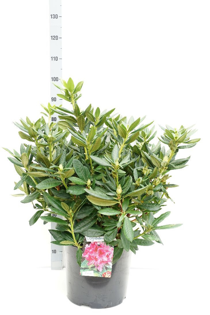 Rododendras (Lot Rhododendron) 'Cosmopolitan' C20 60-80 CM | RODODENDRAI | KRŪMAI