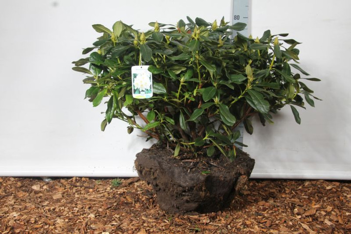 Rododendras (Lot Rhododendron) 'Cunningham's White' 50-60 CM RB
