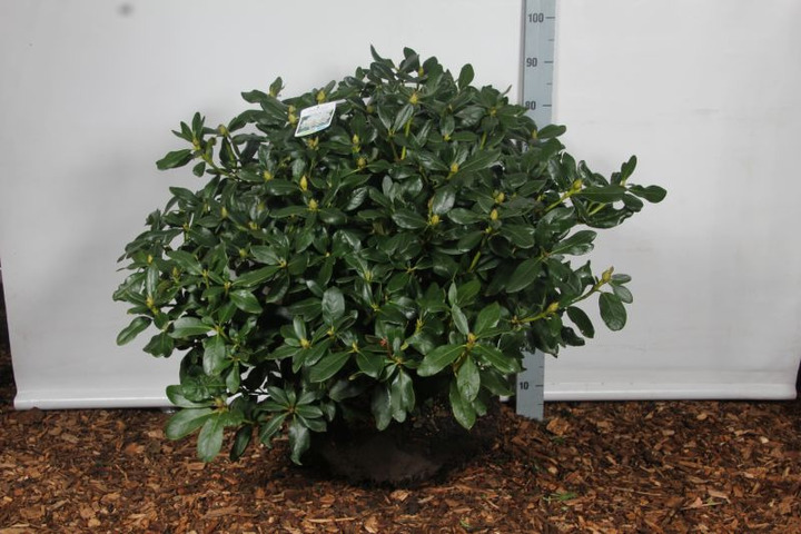 Rododendras (Lot Rhododendron) 'Cunningham's White' 60-70 CM RB