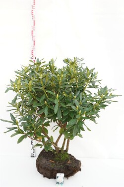 Rododendras (Lot Rhododendron) 'Cunningham's White' 80-90 CM RB