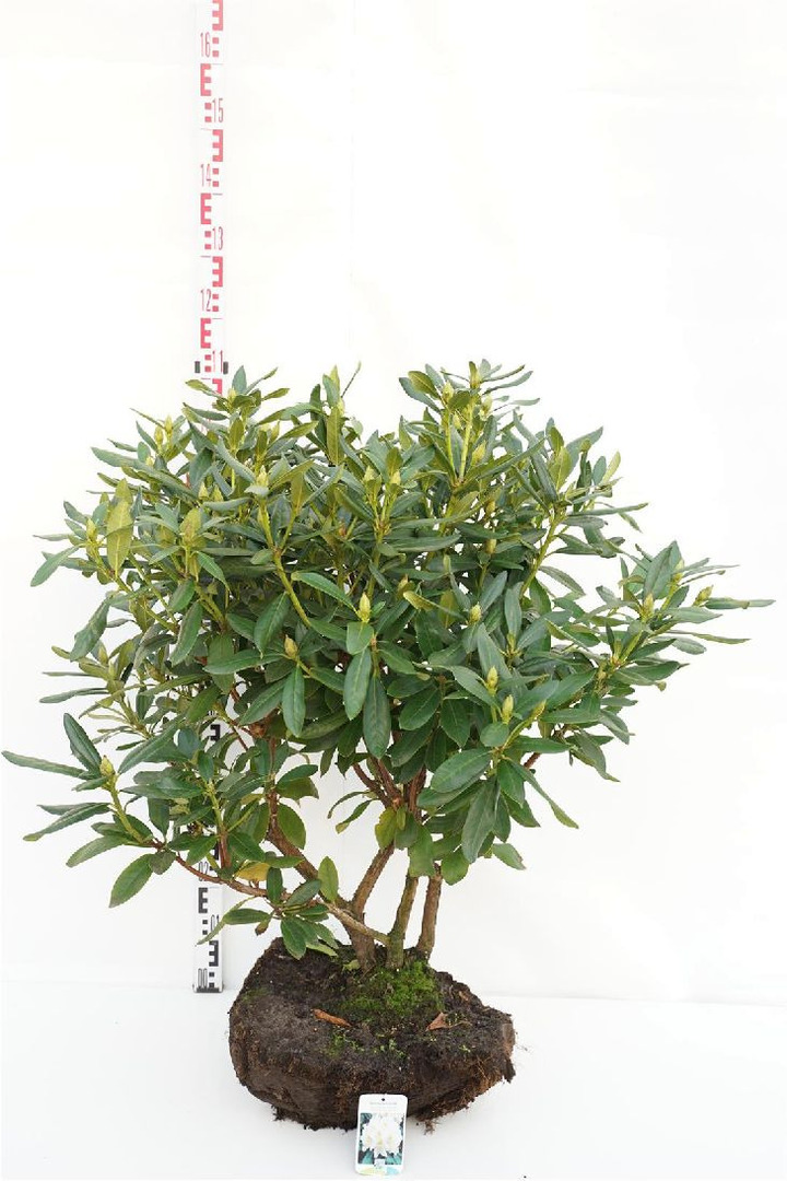 Rododendras (Lot Rhododendron) 'Cunningham's White' 80-90 CM RB