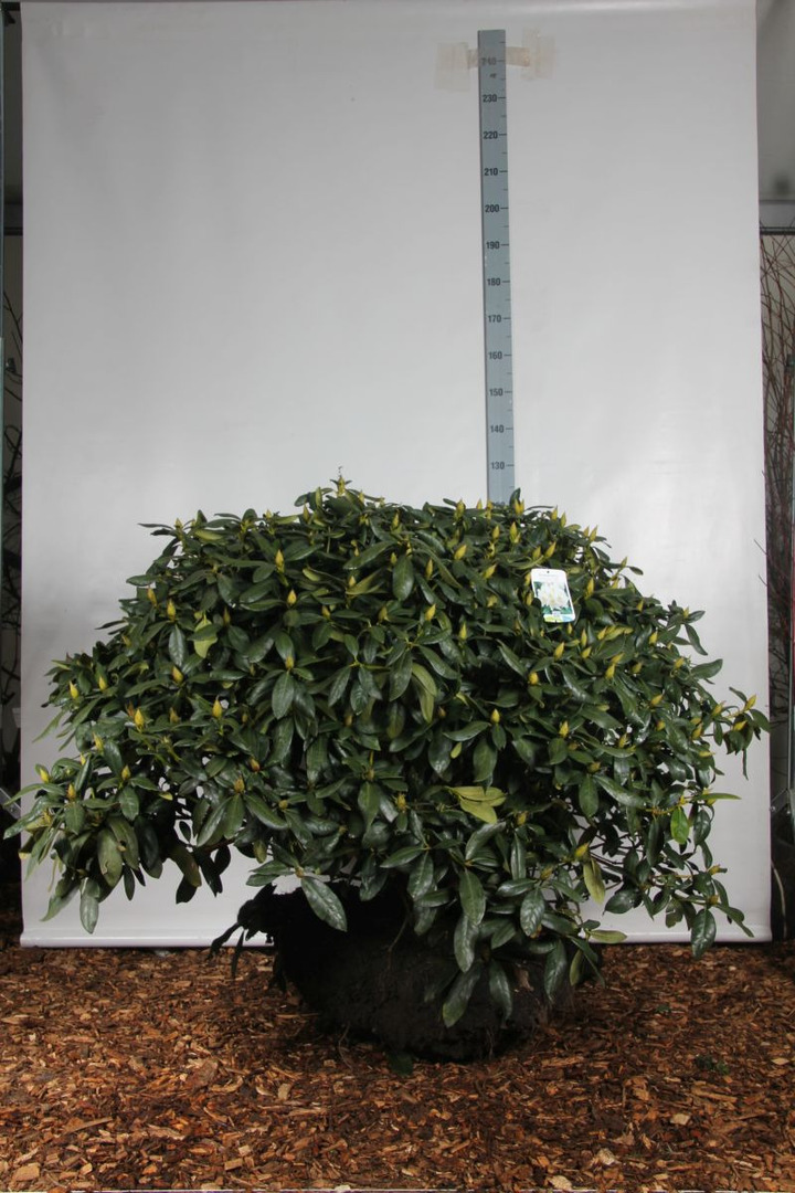Rododendras (Lot Rhododendron) 'Cunningham's White' 100-120 CM RB