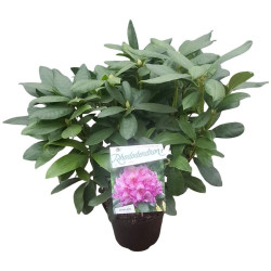 Rododendras (Lot Rhododendron) 'Delta' C5/P23 30-40 CM