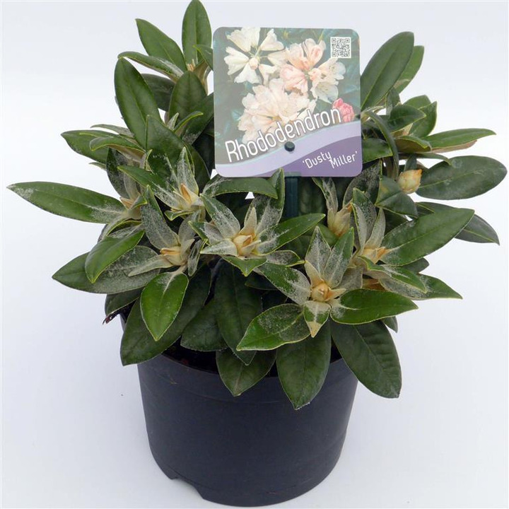 Rododendras Jakušimaninis (Lot Rhododendron (Y)) 'Dusty Miller' C2/P17 20-25 CM