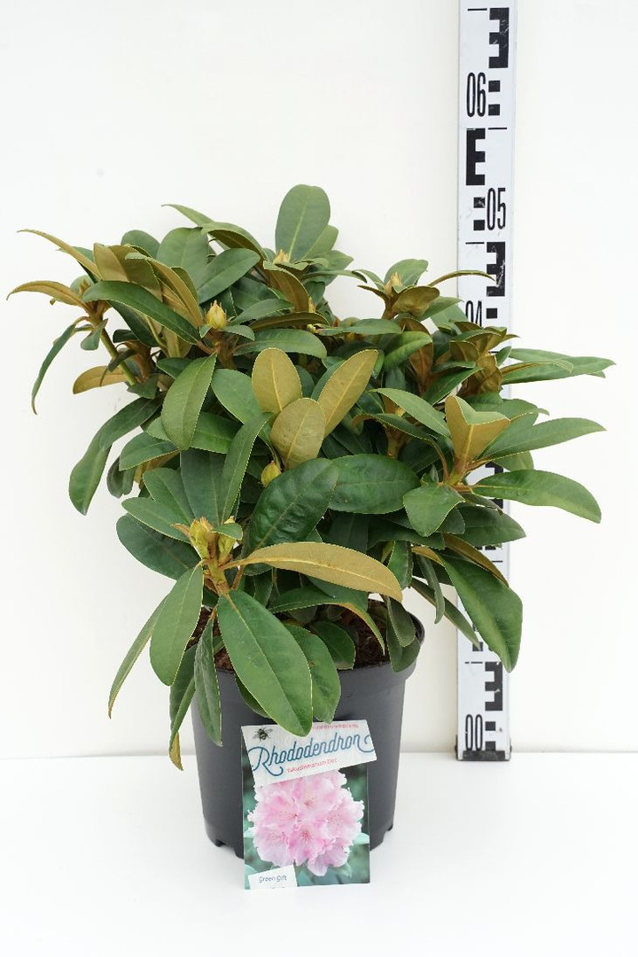 Rododendras Jakušimaninis (Lot Rhododendron (Y)) 'Doc' C5/P23 30/+ CM