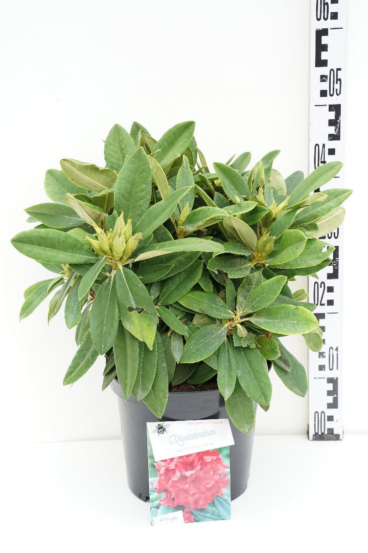 Rododendras (Y) (Lot Rhododendron (Y)) 'Dopey' C5/P23 30/+ CM | RODODENDRAI | KRŪMAI
