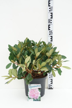 Rododendras Jakušimaninis (Lot Rhododendron (Y)) 'Dreamland' C5/P23 30/+ CM