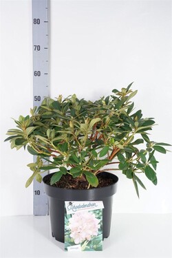 Rododendras Jakušimaninis (Lot Rhododendron (Y)) 'Dreamland' C10 30-40 CM