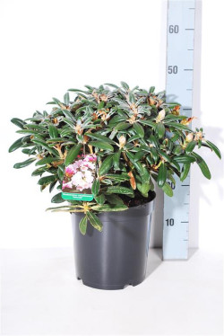 Rododendras (Y) (Lot Rhododendron (Y)) 'Edelweiss' C5/P23 30-40 CM | RODODENDRAI | KRŪMAI