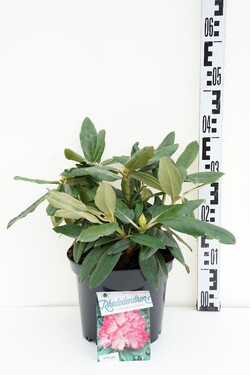 Rododendras (Y) (Lot Rhododendron (Y)) 'Fantastica' C5/P23 30/+ CM | RODODENDRAI | KRŪMAI