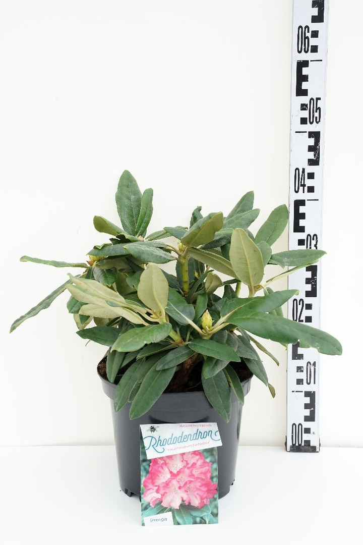 Rododendras (Y) (Lot Rhododendron (Y)) 'Fantastica' C5/P23 30/+ CM | RODODENDRAI | KRŪMAI