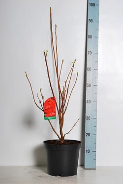 Rododendras (Lot Rhododendron) 'Feuerwerk' C5/P23 40-50 CM - nuotrauka 2