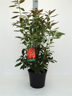 Rododendras (AK) (Lot Rhododendron (AK)) 'Fireball' C5/P23 30-40 CM | RODODENDRAI | KRŪMAI