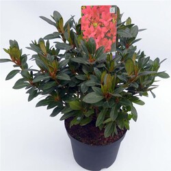 Rododendras (Lot Rhododendron) 'Georg Arends' C3/P19 30-35 CM