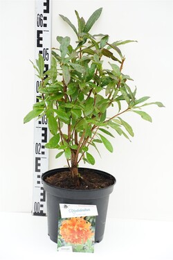 Rododendras (Lot Rhododendron) 'Golden Eagle' C5/P23 40/+ CM