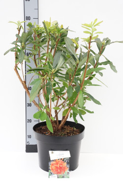 Rododendras (AK) (Lot Rhododendron (AK)) 'Golden Eagle' C10 50-60 CM | RODODENDRAI | KRŪMAI