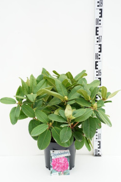Rododendras (Lot Rhododendron) 'Germania' C5/P23 30-40 CM | RODODENDRAI | KRŪMAI