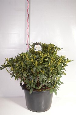 Rododendras (Lot Rhododendron) 'Germania' C20 60/+ CM | RODODENDRAI | KRŪMAI