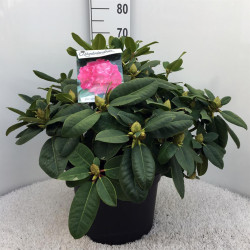 Rododendras (Lot Rhododendron) 'Germania' C20 60-80 CM
