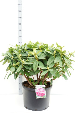 Rododendras (Lot Rhododendron) 'Germania' C40 70-80 CM