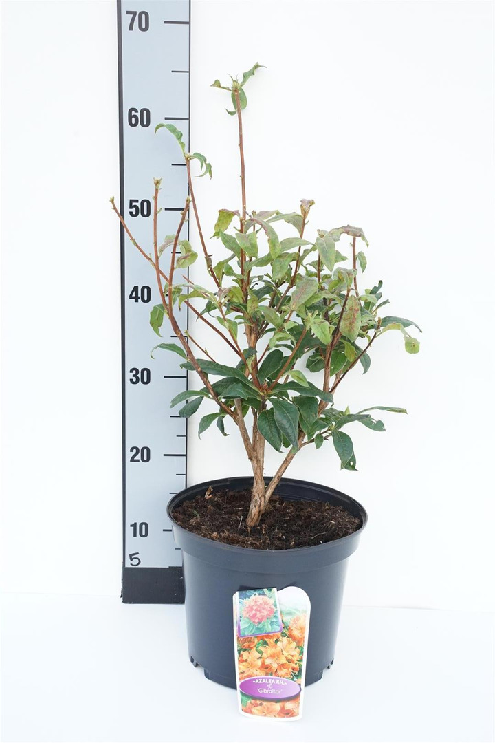 Rododendras (Lot Rhododendron) 'Gibraltar' C5/P23 40/+ CM
