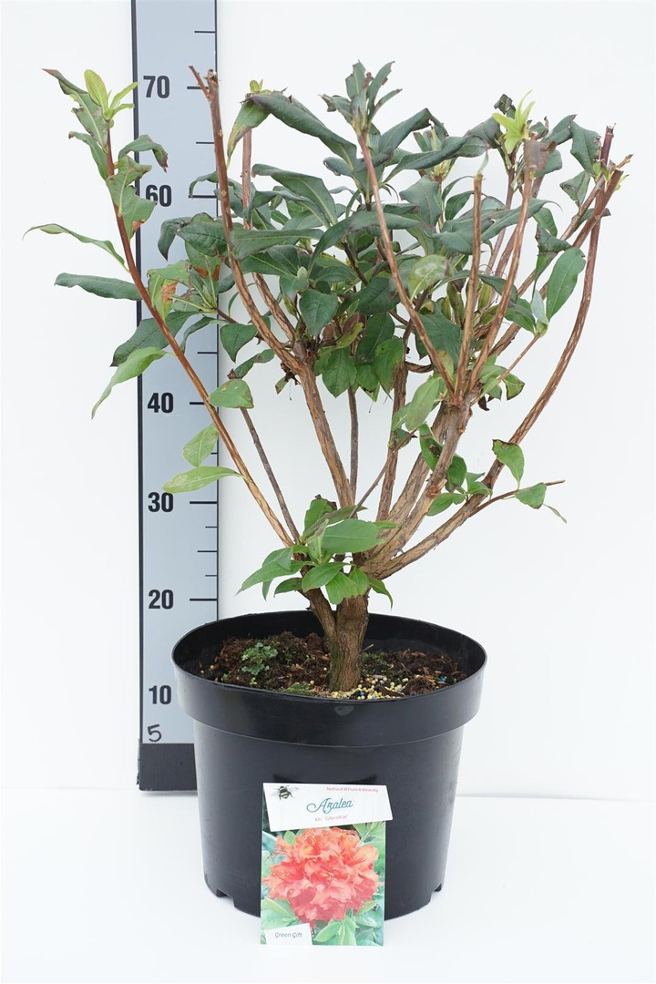 Rododendras (AK) (Lot Rhododendron (AK)) 'Gibraltar' C10 50-60 CM | RODODENDRAI | KRŪMAI