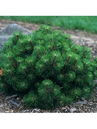 Pušis Juodoji (Lot Pinus Nigra) 'HELGA' C7.
