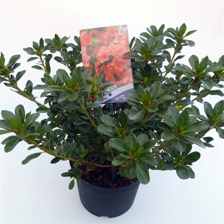 Rododendras (AJ) (Lot Rhododendron (AJ)) 'Geisha Orange' C3/P19 30-35 CM | RODODENDRAI | KRŪMAI