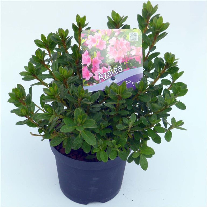 Rododendras (Lot Rhododendron) 'Geisha Pink' C1/P13 15-20 CM