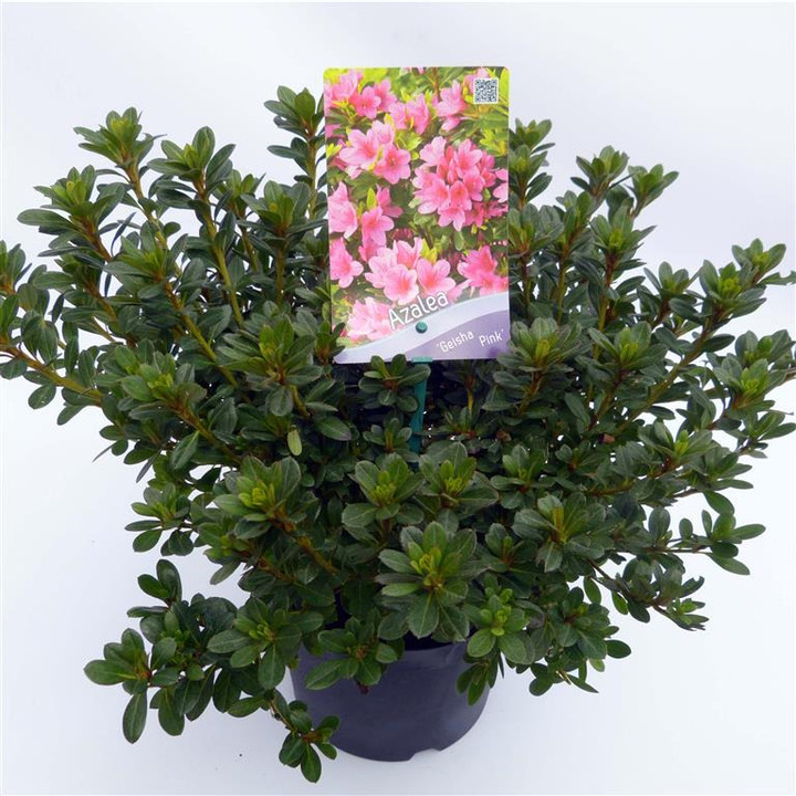 Rododendras (AJ) (Lot Rhododendron (AJ)) 'Geisha Pink' C3/P19 30-35 CM | RODODENDRAI | KRŪMAI
