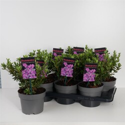 Rododendras (Lot Rhododendron) 'Geisha Purple' C2/P17 20-25 CM