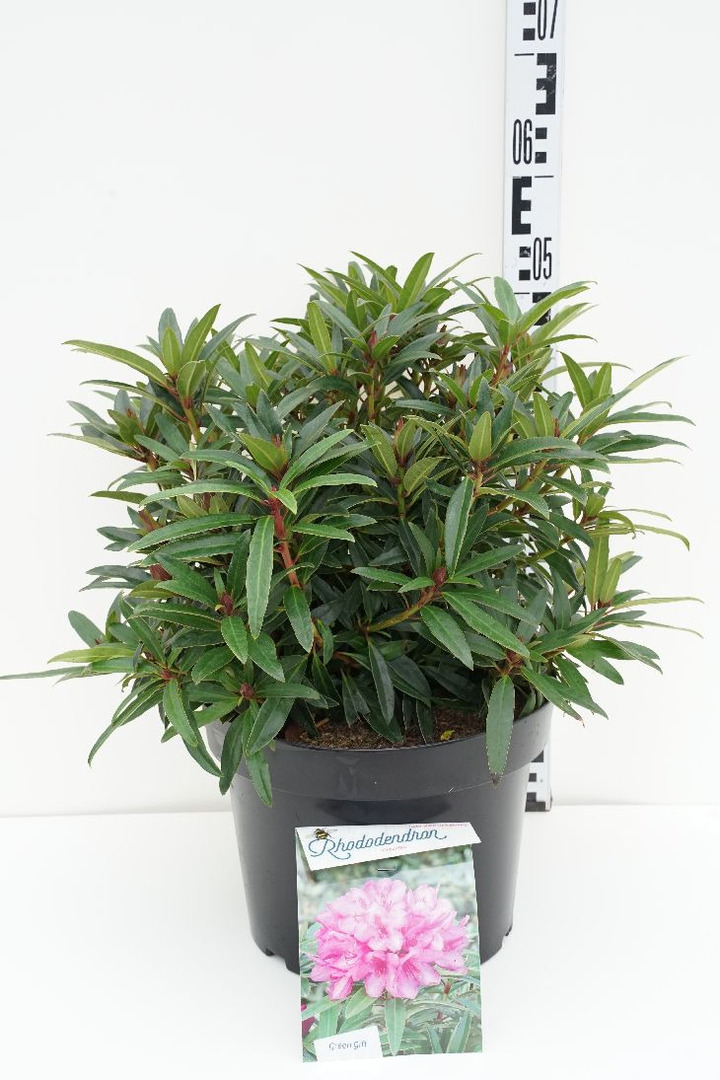 Rododendras (Lot Rhododendron) 'Graziella' C10 30-40 CM