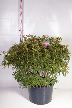 Rododendras (Lot Rhododendron) 'Graziella' C40 60-80 CM