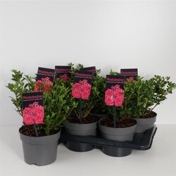 Rododendras (Lot Rhododendron) 'Geisha Red' C2/P17 20-25 CM