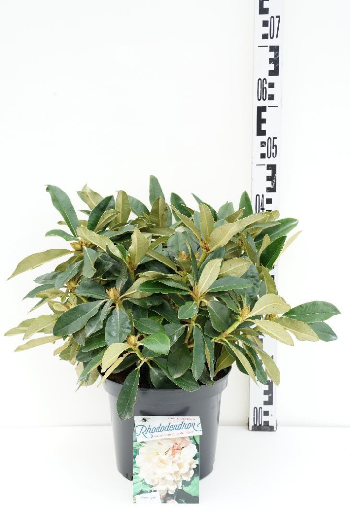 Rododendras (Y) (Lot Rhododendron (Y)) 'Golden Torch' C5/P23 30/+ CM | RODODENDRAI | KRŪMAI