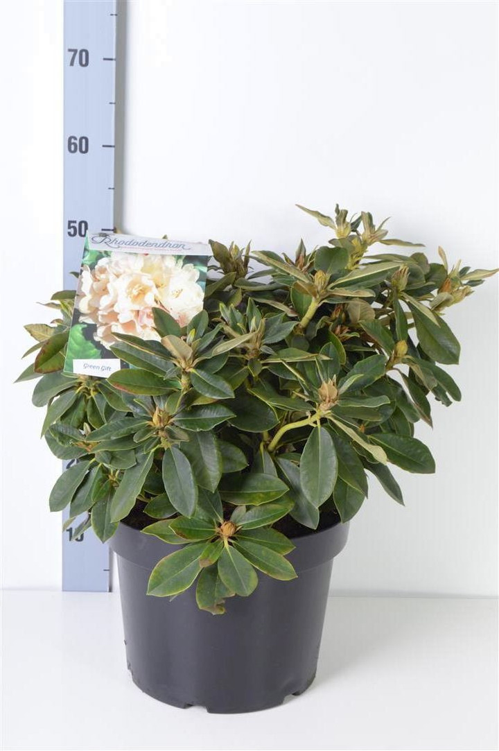 Rododendras (Y) (Lot Rhododendron (Y)) 'Golden Torch' C10 30-40 CM | RODODENDRAI | KRŪMAI