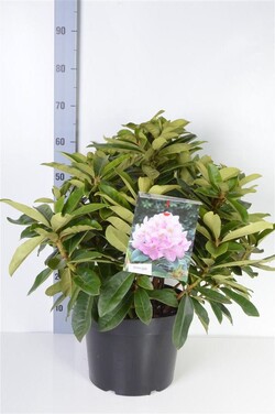 Rododendras (Lot Rhododendron) 'Gomer Waterer' C10 40-50 CM | RODODENDRAI | KRŪMAI