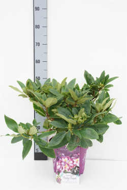 Rododendras (Lot Rhododendron) 'HAPPYdendron' C5/P23 30-40 CM INKARHO