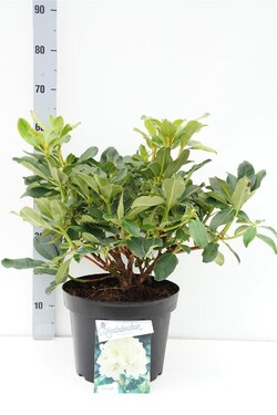 Rododendras (Lot Rhododendron) 'Horizon Monarch' C10 40-50 CM