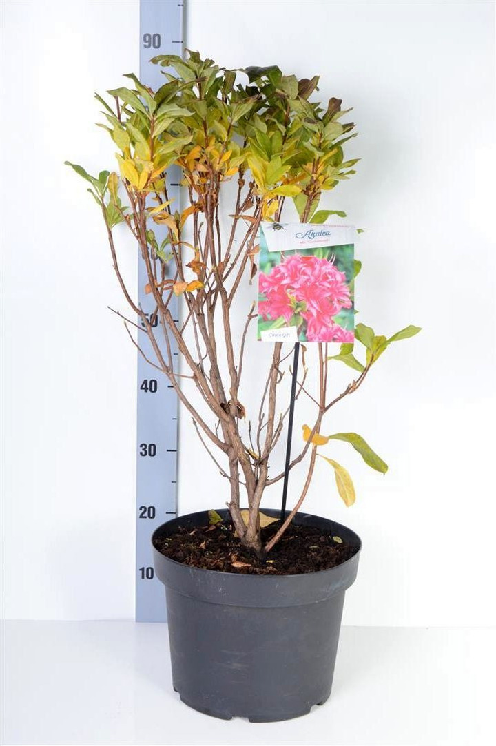 Rododendras (Lot Rhododendron) 'Homebush' C10 40-50 CM