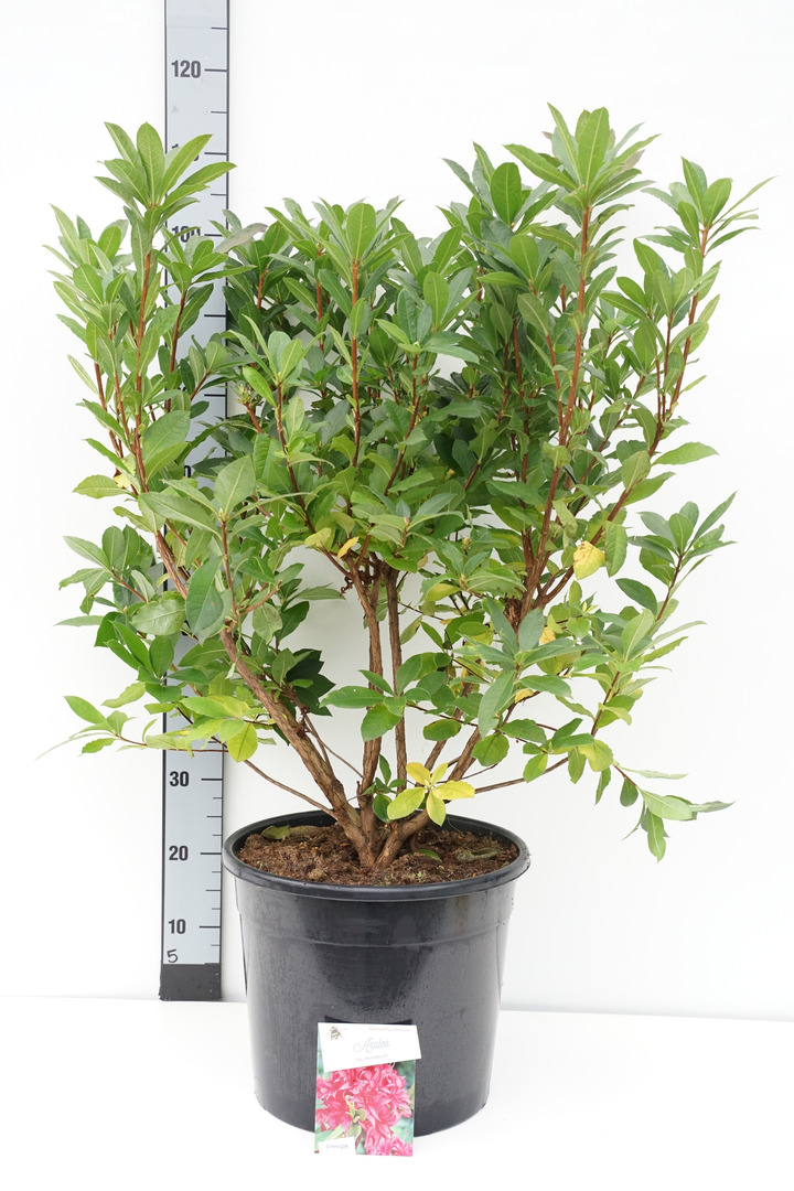 Rododendras (AK) (Lot Rhododendron (AK)) 'Homebush' C20 60-80 CM | RODODENDRAI | KRŪMAI