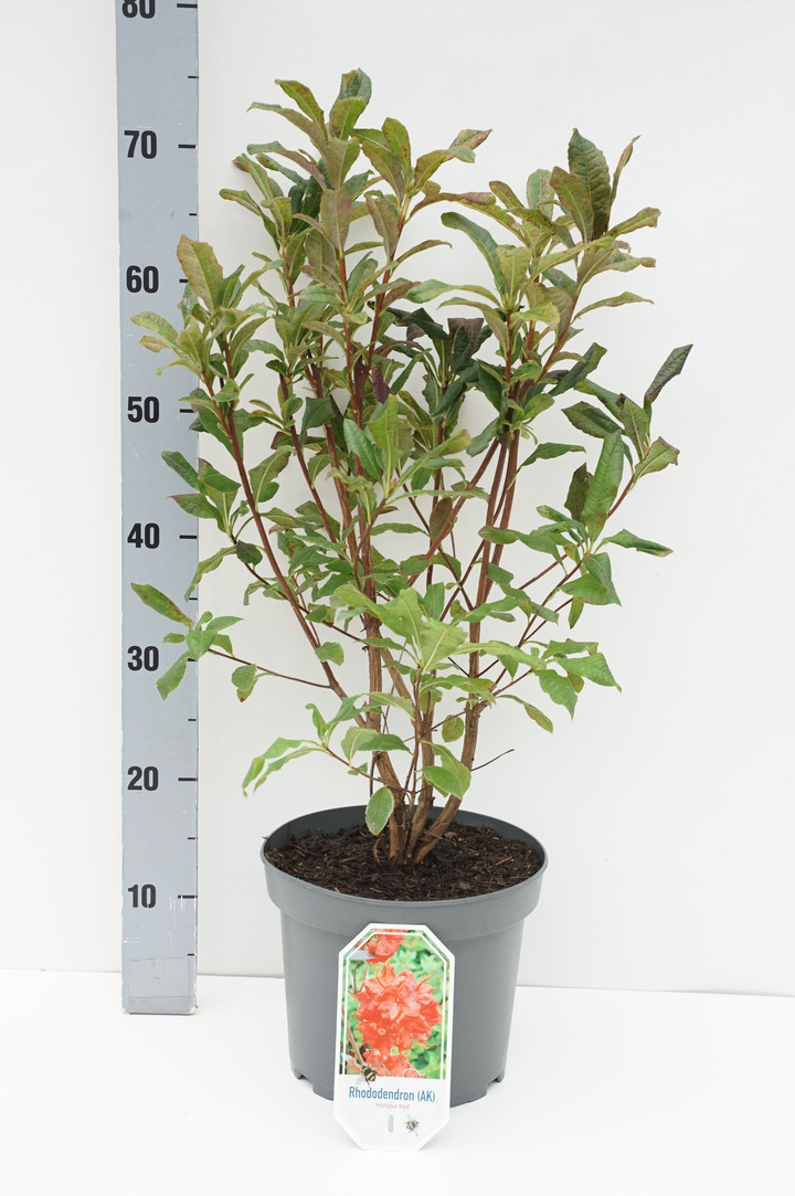Rododendras (Lot Rhododendron) 'Hotspur Red' C5/P23 40/+ CM