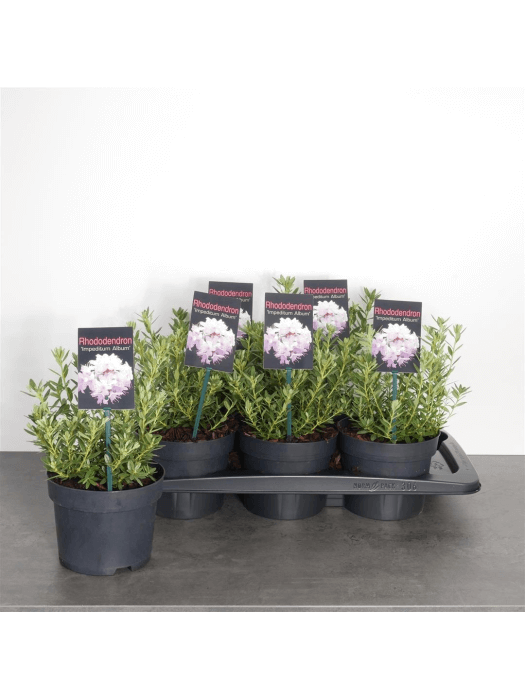 sansevieria star rose Sansevieria Star Rose  Pflanze mit rosa Farbtnen  Monjungle
