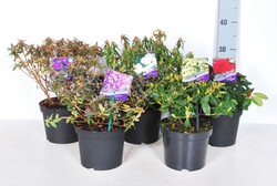 Rododendras MIX (Lot Rhododendron in)  C2/P17 20-25 CM 3x10 keleticum, 'Artic Tern' & 'Maggie'
